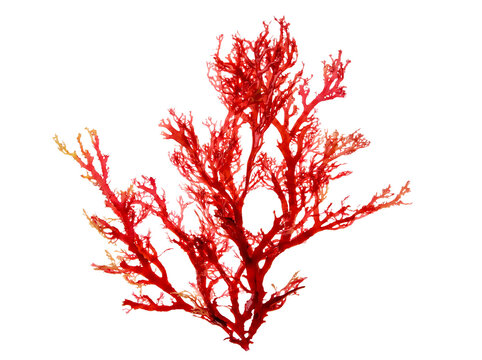 Exquisite red marine alga specimen showcasing a dense, detailed branching form, isolated on transparent background.