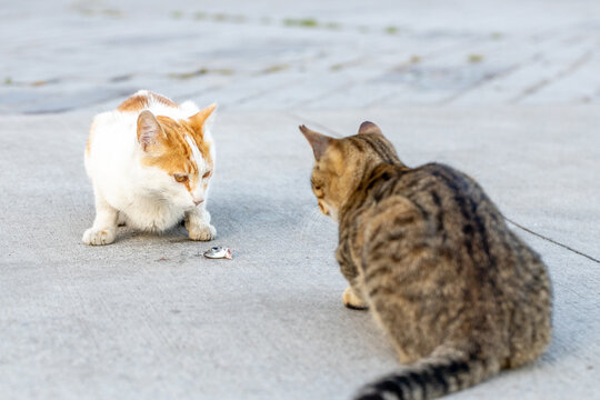 Horizontal close up of two stray cats fighting over a small fish on a sidewalk with copy space. Istanbul street animals food rivalry, animal behavior and business background concept.