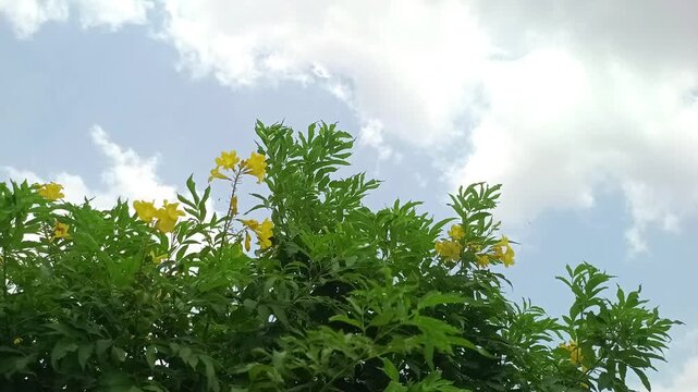 Yellow flowers blooming against a beautiful cloudy blue sky on a windy day