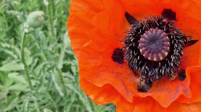 On a poppy inflorescence, bees and bumblebees collect pollen. Close-up of a red poppy flower with insects. Poppy flower on a blurred green grass background. Nature and pollination concept
