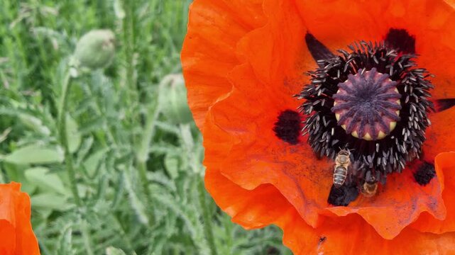 On a poppy inflorescence, bees and bumblebees collect pollen. Close-up of a red poppy flower with insects. Poppy flower on a blurred green grass background. Nature and pollination concept