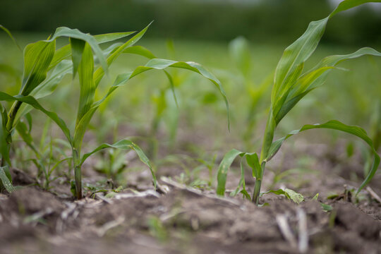 Young corn plants growing in fertile field soil