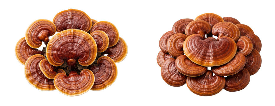 Group of reishi mushrooms or ganoderma lucidum, also known as lingzhi mushroom, isolated on transparent background
