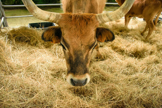 Headshot of a bull with big horns in a pen The Concept of rural life
