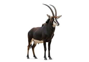 Fototapeta premium Full body portrait of a majestic sable antelope standing in profile, showcasing its dark coat and long curved horns isolated on white background