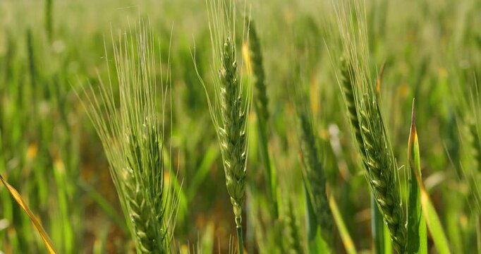 Wheat field under bright sunlight. Green wheat stalks sway gently in breeze. Peaceful rural landscape captures essence of agriculture and nature.