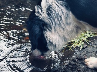 The dog drinks water © Марина Горошенко
