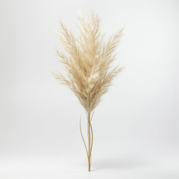 3D Rendered Studio Shot of Beige Pampas Grass Stalk Isolated on White Background