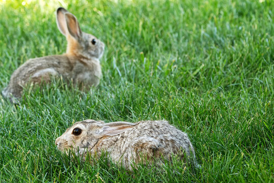 Rabbits; Laramie, Wyoming