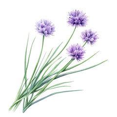 Fototapeta premium Chives Blossom Branch, beautiful watercolor illustration with vivid colors and detailed vector style, isolated on a white background.