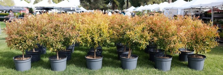 Obraz premium Potted ornamental shrubs arranged for sale at nursery market