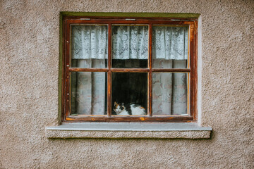 Obraz premium Domestic cat resting on a windowsill behind a wooden window frame with lace curtains, set against a textured beige wall of a house