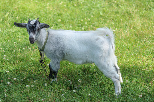 Young domestic goat kid standing on green grass in summer pasture, wearing collar and chain, side view of cute farm animal in countryside, rural livestock concept, baby goat outdoors. 