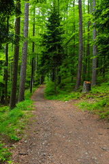 Fototapeta premium Green forest paths in the Beskid Mountains in Bielsko-Biala, Poland