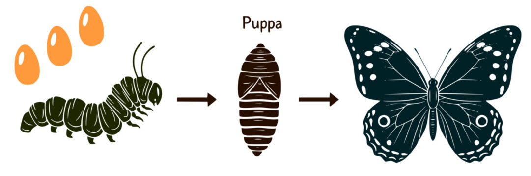Butterfly life cycle. Vector info graphic showing development stages from egg and caterpillar to pupa and adult insect