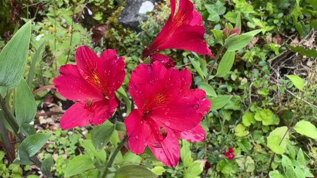Red Alstroemeria Flowers Blooming In Garden With Water Droplets Close Up