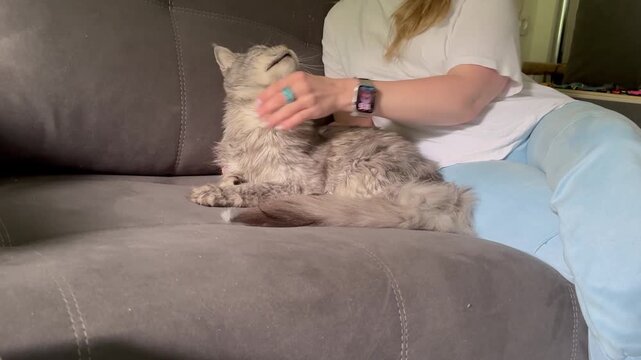 Soft gray cat rests on couch. Person gently pets cat's head. Cat looks relaxed, eyes half-closed. Warm, quiet moment between human and pet. Perfect for home, pet, comfort, relaxation themes