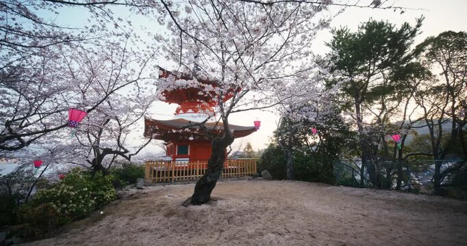 Steady Cam Movement On Red Pagoda Among Cherry Blossoms at Dusk In Hiroshima Japan