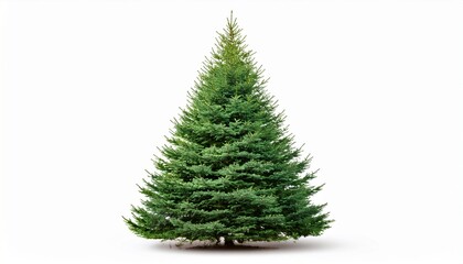 Fototapeta premium Lush Green Pine Tree Isolated On White Background Christmas Holiday Symbol