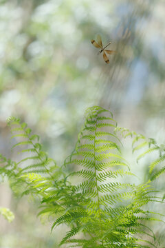 Copper damselfly flying to land on fern leaf with blurred foreground leaves and bright white bokeh background copy space