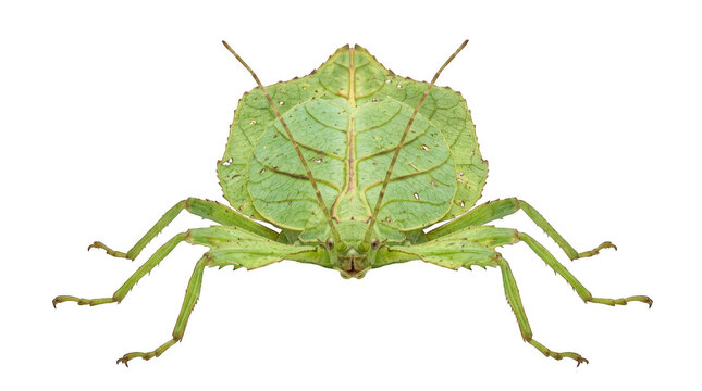 Leaf insect, phyllium bioculatum, mimicking a green leaf, isolated on transparent background