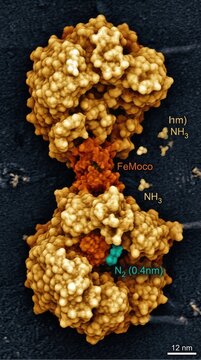 Nitrogenase enzyme complex measuring twelve nanometers, featuring active iron molybdenum cofactor femoco, fixing atmospheric dinitrogen molecule substrate to convert gas into ammonia product.