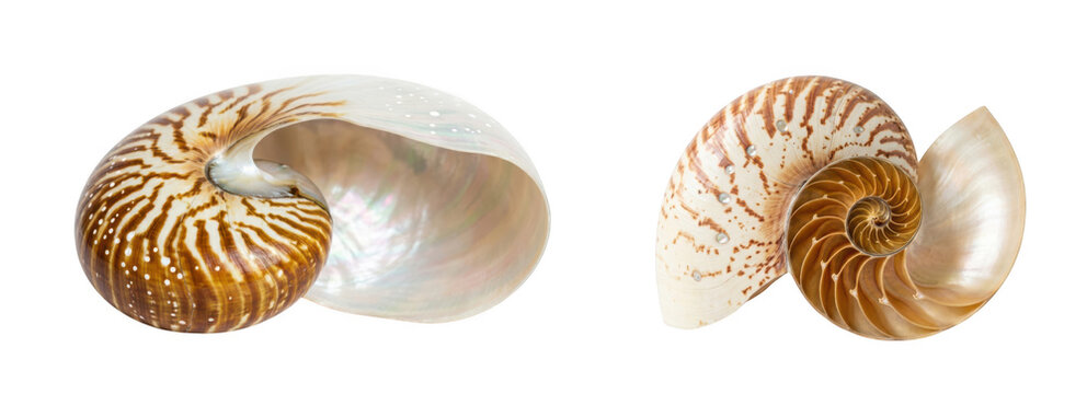 Chambered nautilus shell isolated on transparent background
