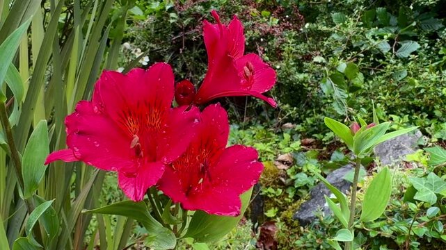 Red Alstroemeria  Covered In Dew Drops