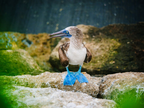 A blue footed booby bird stands on a rocky shore in Ecuador