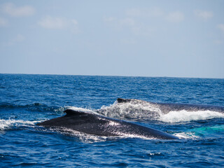 Fototapeta premium Two humpback whales breach the surface of the ocean in Ecuador on a sunny day with blue sky and clear water