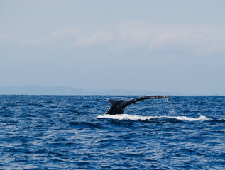 Fototapeta premium Humpback whale tail fluke diving into the ocean during a whale watching tour in Ecuador