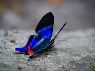 Exquisite blue and red butterfly with striking iridescent wings captured in a detailed close-up,...