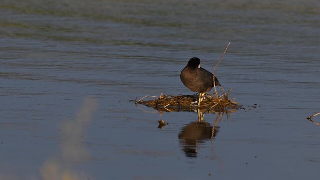 Eurasian coot standing on its nest in a calm lake during golden hour. Beautiful wildlife video showcasing nest building, reflection on water, and avian behavior.