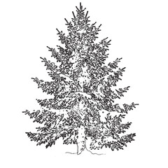 Black and white illustration of a coniferous tree © SHOAIB IQBAL