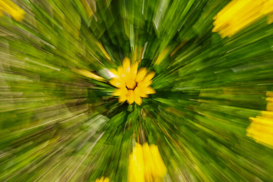 Yellow flower in centre green zoom blur abstract