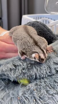 Tiny sugar glider pet crawling on human hands