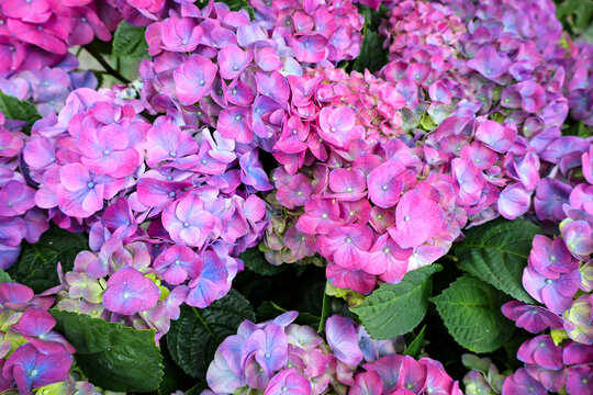 pink hydrangea flowers