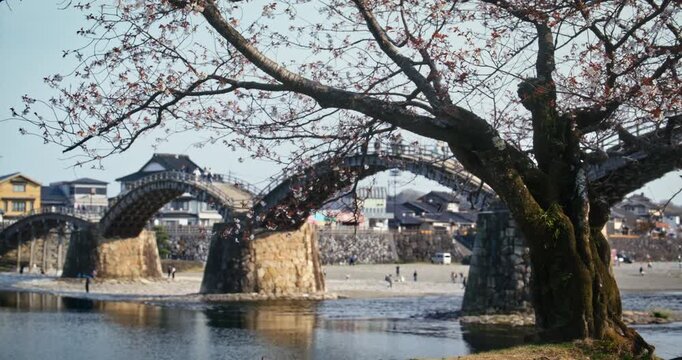 Cherry Blossom Tree and Arched Wooden Bridge Over River In Japan