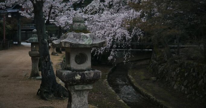 Stone Lanterns and Spring Cherry Blossoms at Japanese Shrine In Hiroshima - Steady Cam Shot