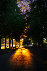 Fototapeta premium Sunset light shines through trees on a quiet path in a city park during evening hours near bicycle lanes and benches