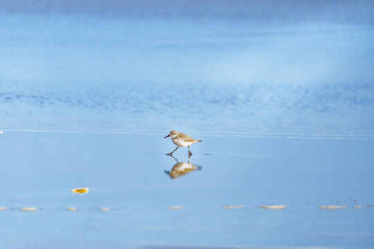 New Zealand dotterel or Charadrius obscurus stepping out on wet sand caught in light and reflected on water surface.