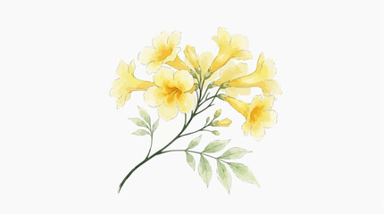 Fototapeta premium ilustração botânica em aquarela de flores de Ipê-amarelo.