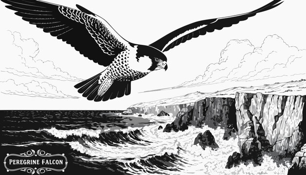 Very beautiful black-and-white engraved vector illustration featuring PEREGRINE FALCON diving above rugged coastal cliffs, detailed plumage, ocean waves, dramatic clouds, refined linework, and a decor
