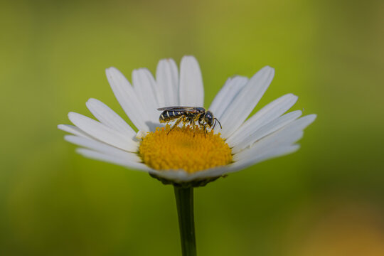 Abeille sauvage