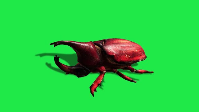 Compositing Insect