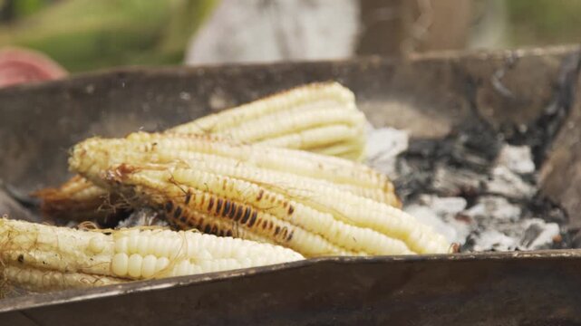 Person grilling fresh corn on the cob over hot coals