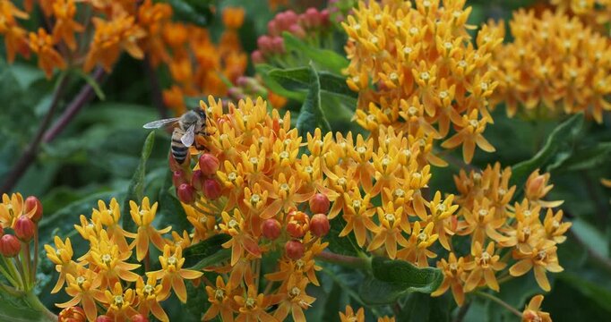 Asclepias tuberosa | Tuberous milkweed. Pretty clusters of flowers in different shades of orange-yellow with reddish buds in umbels with nectar and pollen that attracts a bee
