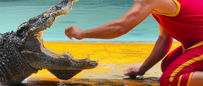 Professional crocodile trainer interacting closely with a large crocodile during a wildlife performance. Dramatic animal behavior and danger concept in a controlled environment.