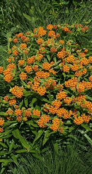 Asclepias tuberosa |  Butterfly weed - Butterfly milkweed - Butterfly root -  Indian paintbrush. inflorescences in umbels of bright yellow-orange flowers.atop upright stems
