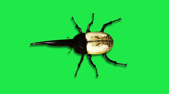 Realistic Hercules beetle Insects Green Screen Beetles, Scorpions and Mantis, Isolated Chroma Key Animation for VFX, Compositing, CGI and Motion Design